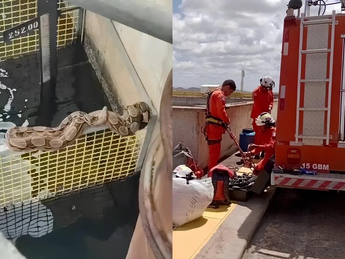 Jiboia de 2,3 metros é resgatada pelos bombeiros na Usina Paulo Afonso IV; assista ao vídeo.