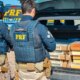 Irmãos são presos pela PRF com mais de 400 pássaros nativos em Venturosa/PE.