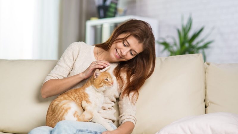 6 cuidados fundamentais para felinos seniores