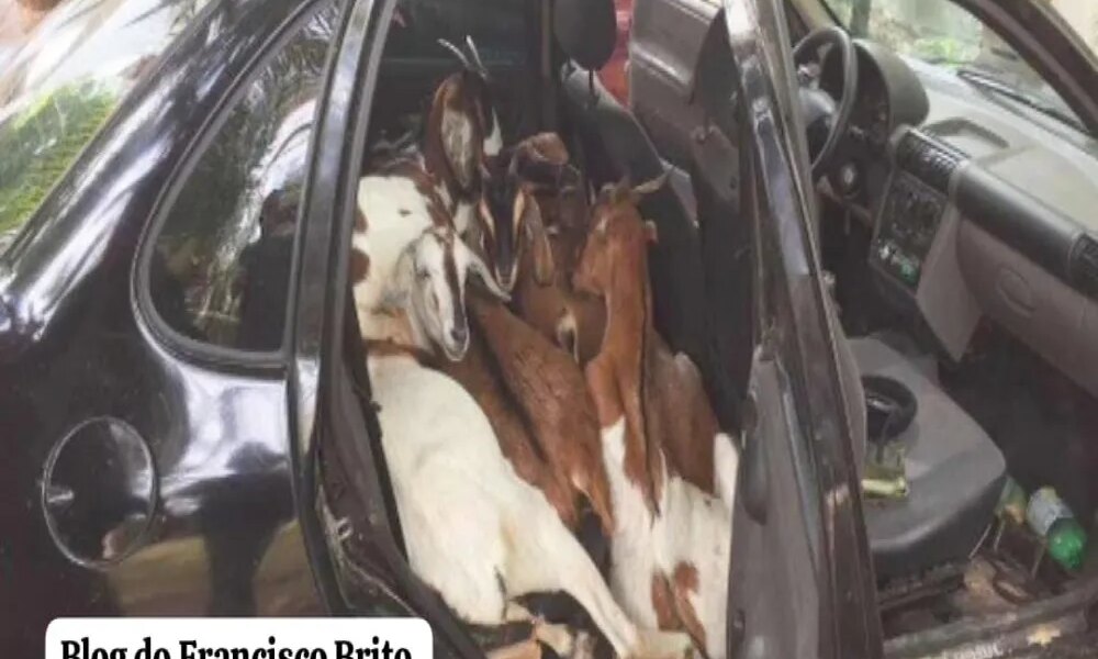 Força policial recupera ovelhas roubadas e detém grupo na área rural de Mirandiba-PE.