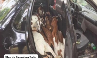 Força policial recupera ovelhas roubadas e detém grupo na área rural de Mirandiba-PE.