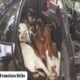 Força policial recupera ovelhas roubadas e detém grupo na área rural de Mirandiba-PE.