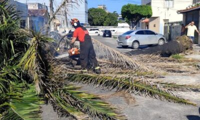 Árvore cai e obstrui estrada no Prado; bombeiros removem a obstrução e liberam a circulação.