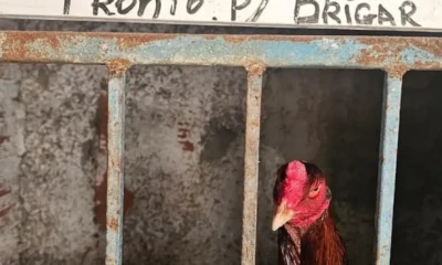 Polícia Civil captura 174 galos em rinha clandestina em Jaguaripe.