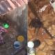 MORADORES RELATAM MAUS-TRATOS A ANIMAIS RESGATADOS EM SALVADOR POR IDOSA: "ATOS DE VIOLÊNCIA"