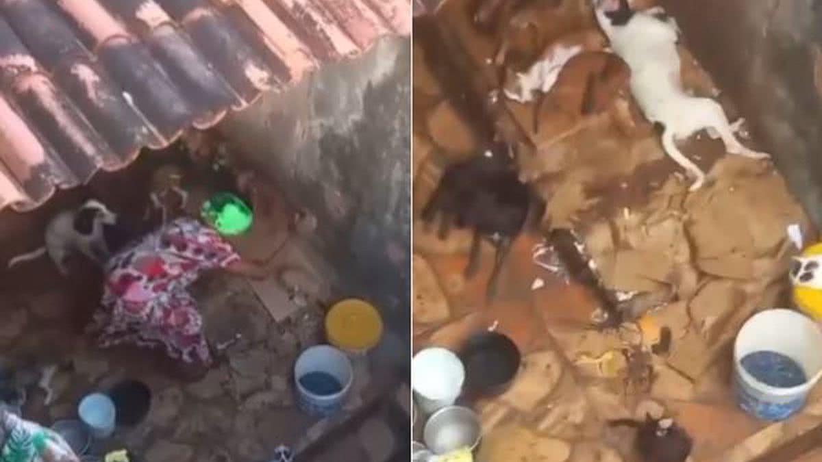 MORADORES RELATAM MAUS-TRATOS A ANIMAIS RESGATADOS EM SALVADOR POR IDOSA: "ATOS DE VIOLÊNCIA"