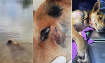 Jacaré Alfredo agita lagoa em Minas Gerais ao atacar cachorro; confira o vídeo.