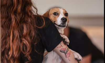 ‘Mounjaro para cães’? Nova barrinha promete ajudar no controle do peso dos pets