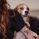 ‘Mounjaro para cães’? Nova barrinha promete ajudar no controle do peso dos pets