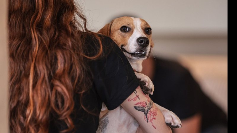 ‘Mounjaro para cães’? Nova barrinha promete ajudar no controle do peso dos pets